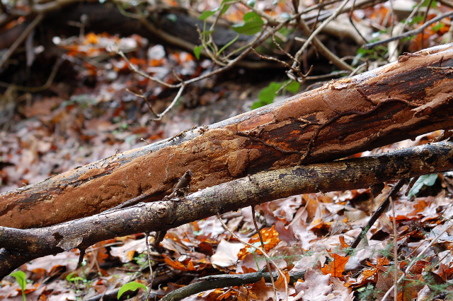 Un giretto tra le quercie